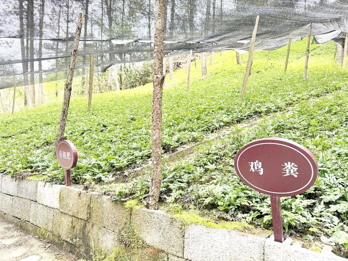 醇厚的恩施富硒茶价格(恩施富硒茶21年新茶价格)-硒宝网