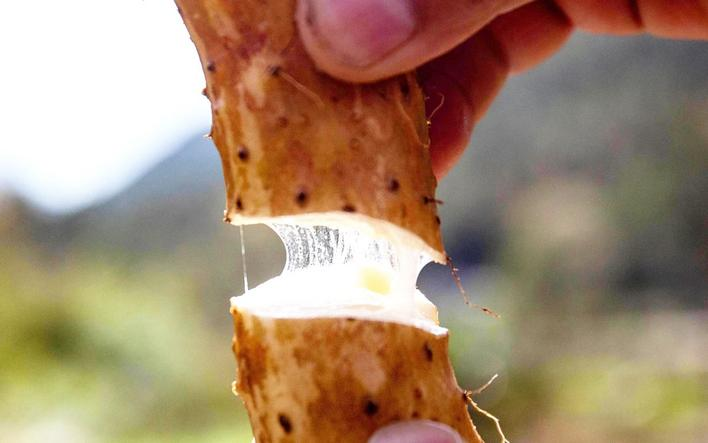 醇厚的恩施富硒茶价格(恩施富硒茶21年新茶价格)-硒宝网