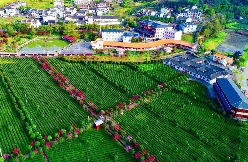 安康富硒茶可以采摘吗（安康采摘茶富硒可以种植吗）-硒宝网