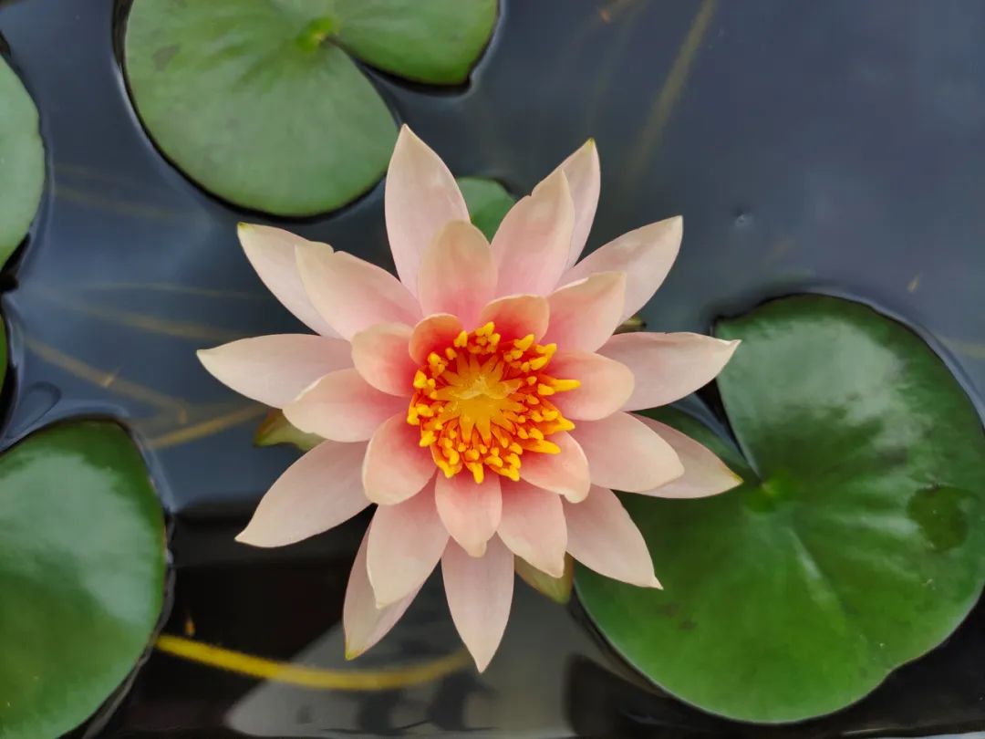 检查微量元素要多少钱（微量元素检查贵么）-硒宝网