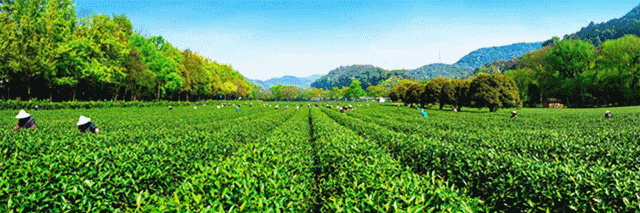 富硒清明茶有什么功效(富硒清明茶一斤)-硒宝网