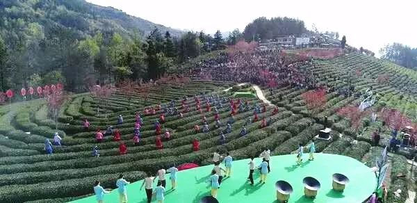 富硒清明茶有什么功效(富硒清明茶一斤)-硒宝网