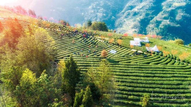 中国紫阳富硒茶开园记（紫阳富硒茶文化节）-硒宝网