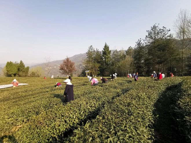 中国紫阳富硒茶开园记（紫阳富硒茶文化节）-硒宝网