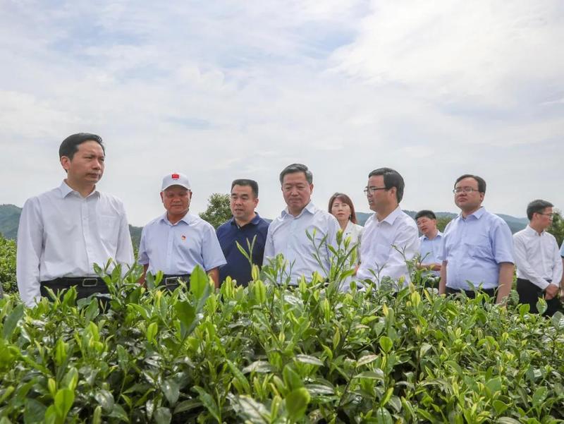 安康富硒茶的传播方式（安康富硒茶属于绿茶吗）-硒宝网