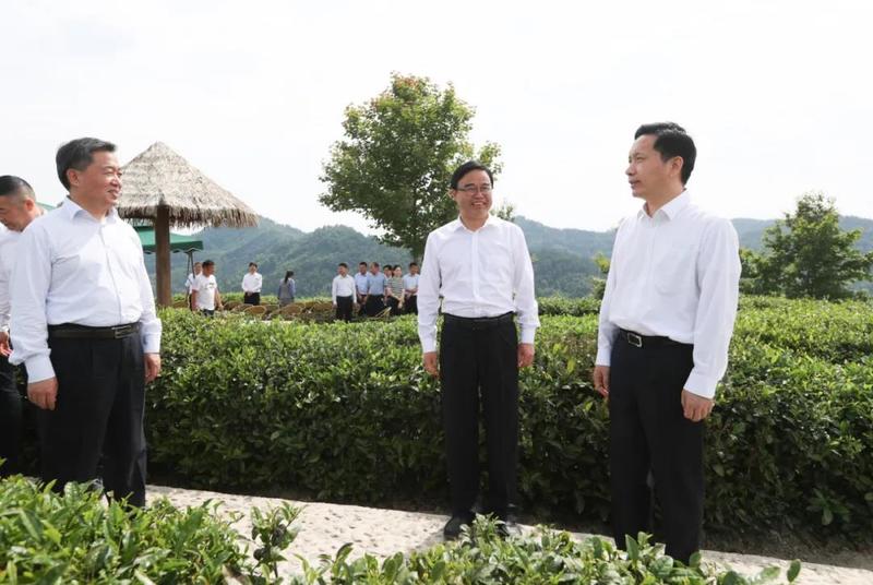 安康富硒茶的传播方式（安康富硒茶属于绿茶吗）-硒宝网