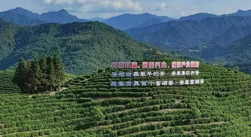 安康富硒茶的传播方式（安康富硒茶属于绿茶吗）-硒宝网