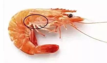 吃什么东西能补钙（补钙东西吃多了会让骨骼闭合吗）-硒宝网