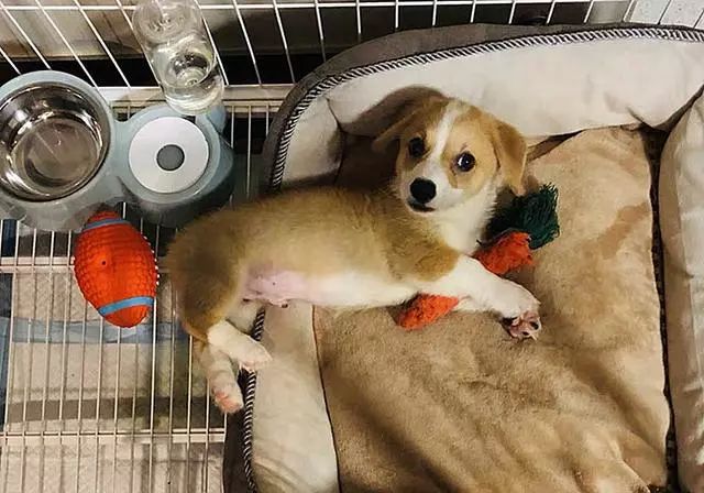 吃什么东西能补钙（能补钙东西吃多久）-硒宝网