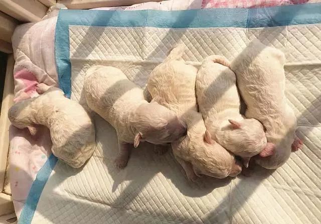 吃什么东西能补钙（能补钙东西吃多久）-硒宝网