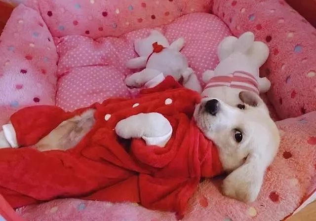 吃什么东西能补钙（能补钙东西吃多久）-硒宝网