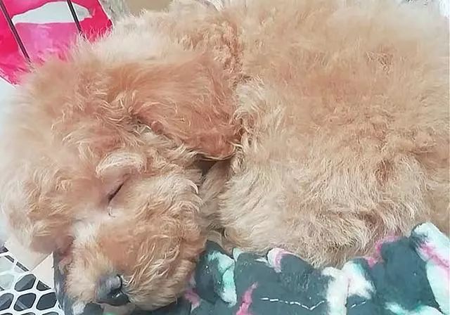 吃什么东西能补钙（能补钙东西吃多久）-硒宝网