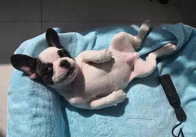 吃什么东西能补钙（能补钙东西吃多久）-硒宝网