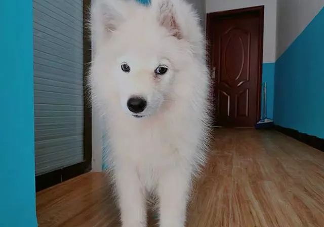 吃什么东西能补钙（能补钙东西吃多久）-硒宝网