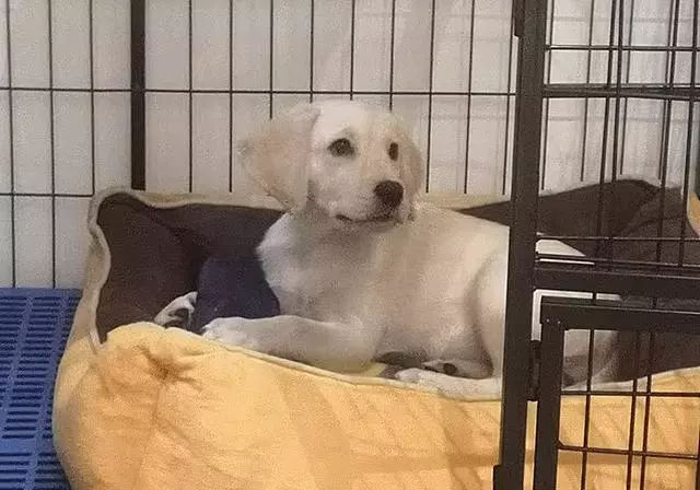 吃什么东西能补钙（能补钙东西吃多久）-硒宝网