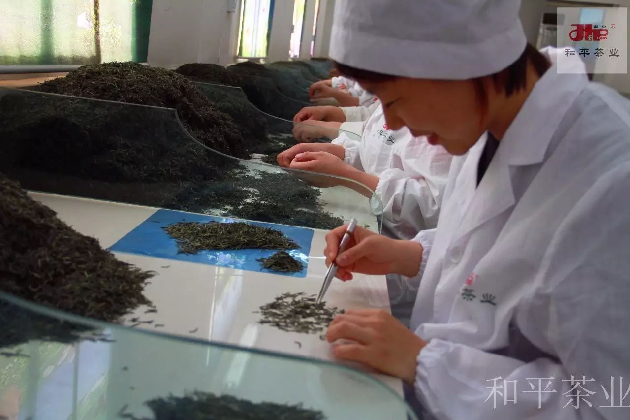 紫阳富硒茶最大的茶厂（紫阳富硒茶文化）-硒宝网