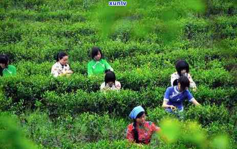 富硒茶啤酒功效和作用（啤酒茶功效作用富硒是什么）-硒宝网