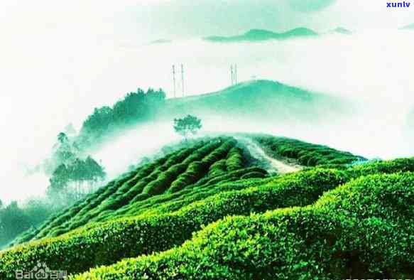 富硒茶啤酒功效和作用（啤酒茶功效作用富硒是什么）-硒宝网