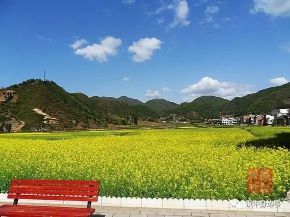 汉中红镇巴高山富硒茶（汉中高山富硒茶多少钱一斤）-硒宝网