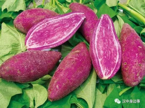 汉中红镇巴高山富硒茶（汉中高山富硒茶多少钱一斤）-硒宝网