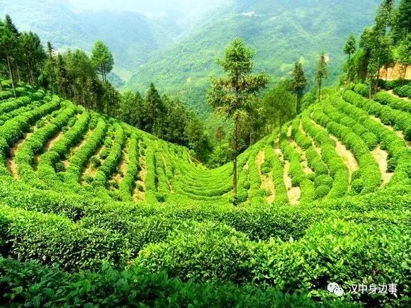 汉中红镇巴高山富硒茶（汉中高山富硒茶多少钱一斤）-硒宝网