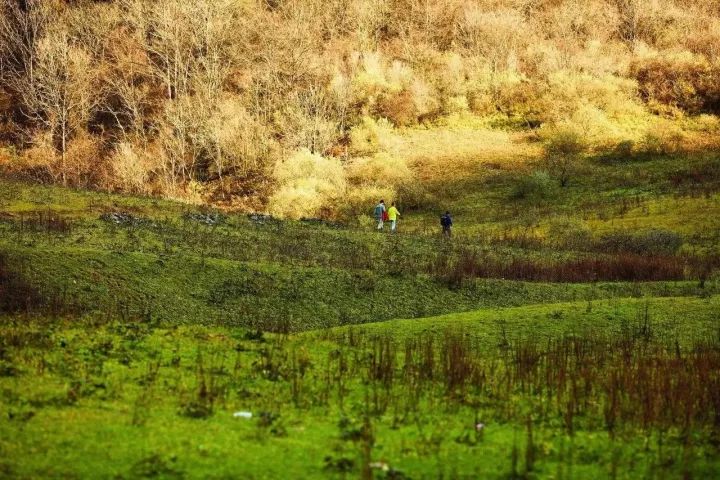 汉中红镇巴高山富硒茶(汉中汉山红茶)-硒宝网