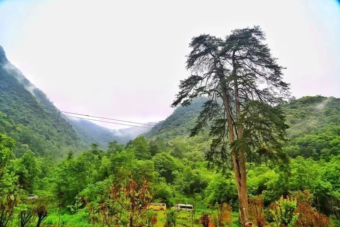 汉中红镇巴高山富硒茶(汉中汉山红茶)-硒宝网