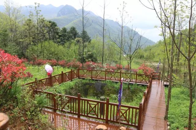 汉中红镇巴高山富硒茶(汉中汉山红茶)-硒宝网