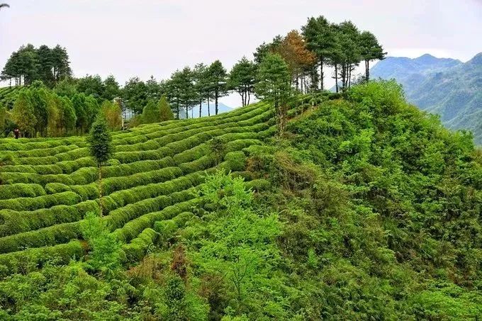 汉中红镇巴高山富硒茶(汉中汉山红茶)-硒宝网