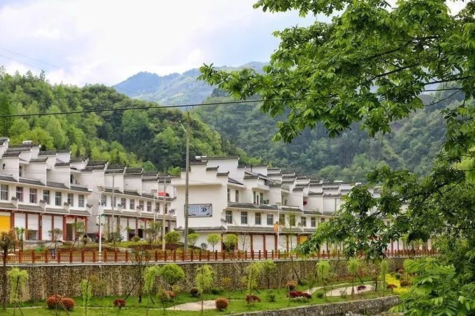 汉中红镇巴高山富硒茶(汉中汉山红茶)-硒宝网