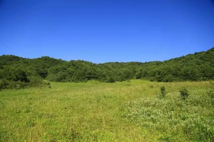 汉中红镇巴高山富硒茶(汉中汉山红茶)-硒宝网