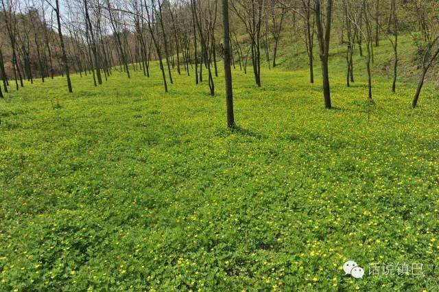 汉中红镇巴高山富硒茶(汉中汉山红茶)-硒宝网