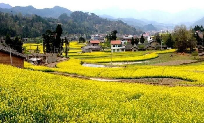汉中红镇巴高山富硒茶(汉中汉山红茶)-硒宝网