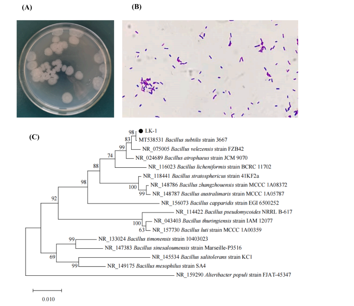 富硒茶抗氧化活性成分(抗氧化活性成分有哪些)-硒宝网