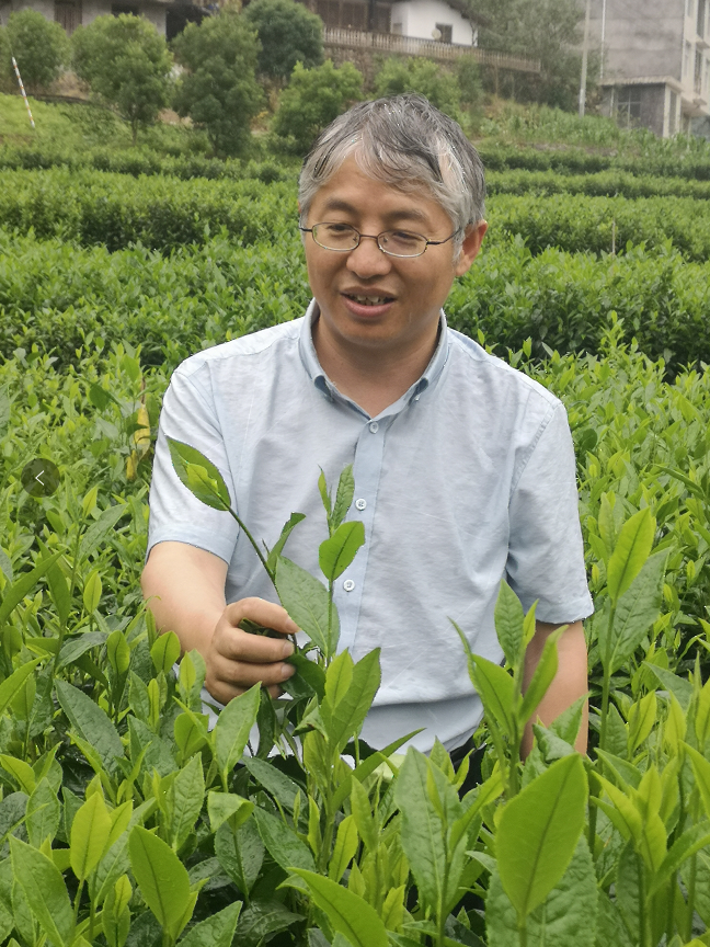 富硒茶抗氧化活性成分(抗氧化活性的作用)-硒宝网