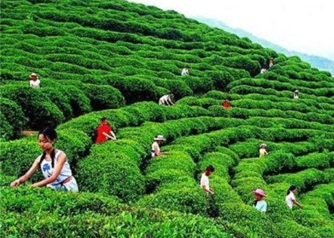 中国哪个地方产富硒茶(富硒茶产业)-硒宝网