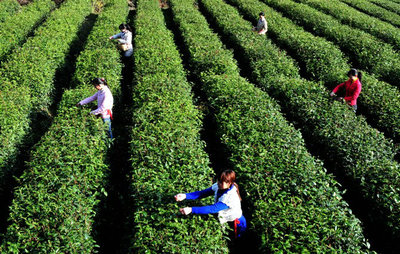 中国哪个地方产富硒茶(富硒茶产业)-硒宝网