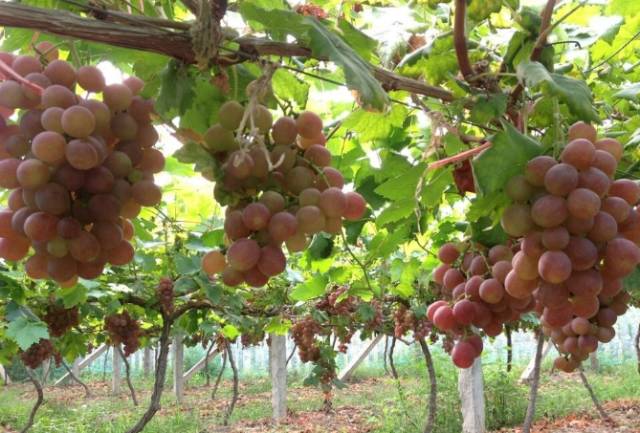 江夏醇厚的富硒茶好吗（湖北富硒茶多少钱一斤）-硒宝网