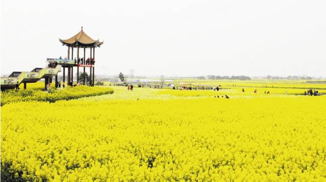 江夏醇厚的富硒茶好吗（湖北富硒茶多少钱一斤）-硒宝网
