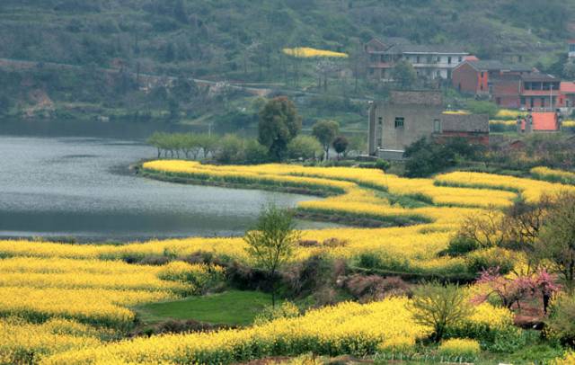 江夏醇厚的富硒茶好吗（湖北富硒茶多少钱一斤）-硒宝网