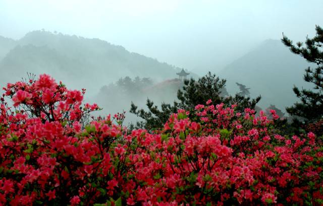 江夏醇厚的富硒茶好吗（湖北富硒茶多少钱一斤）-硒宝网