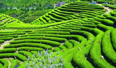 江夏醇厚的富硒茶好吗（湖北富硒茶多少钱一斤）-硒宝网