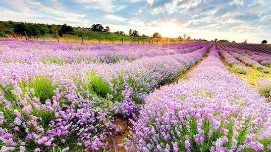 江夏醇厚的富硒茶好吗（湖北富硒茶多少钱一斤）-硒宝网