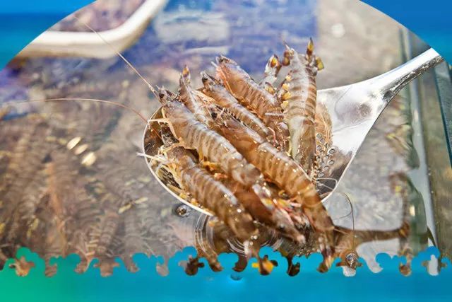 虾皮怎么做好吃又补钙(好吃补钙虾皮做法大全)-硒宝网