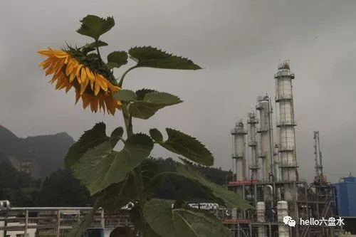 富硒茶啤酒哪个品牌好（富硒茶啤酒口感）-硒宝网