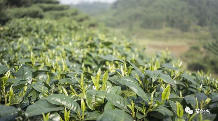 富硒茶和碧螺春哪个好（碧螺春茶的营养价值）-硒宝网