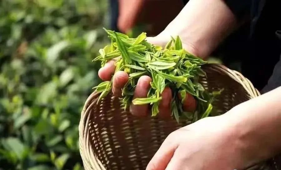 富硒茶和碧螺春哪个好（碧螺春茶的寓意）-硒宝网