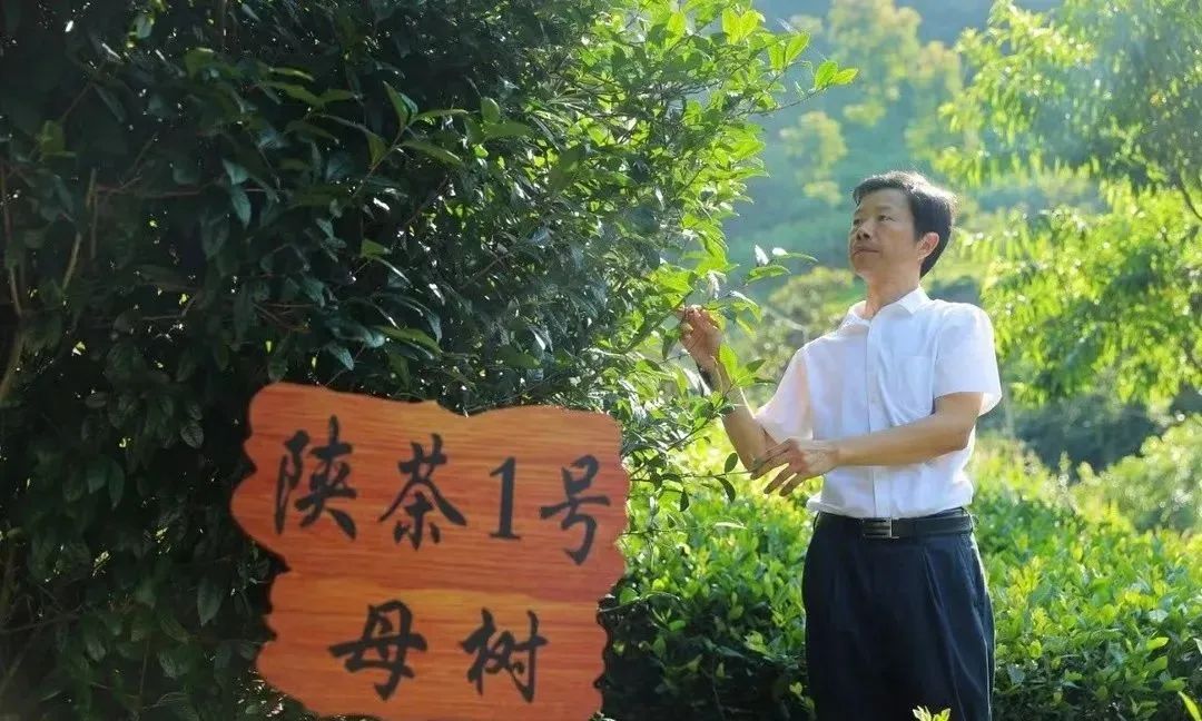 富硒茶和碧螺春哪个好（碧螺春茶的寓意）-硒宝网