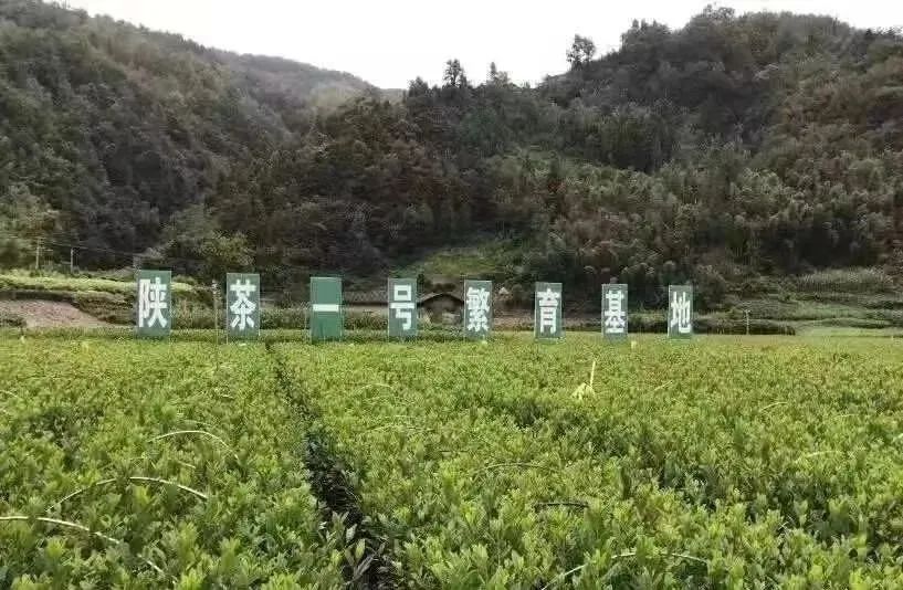 富硒茶和碧螺春哪个好（碧螺春茶的寓意）-硒宝网