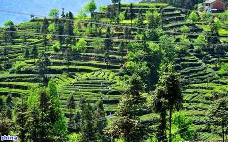 醇厚的富硒茶玉露厂家（玉露茶价格）-硒宝网